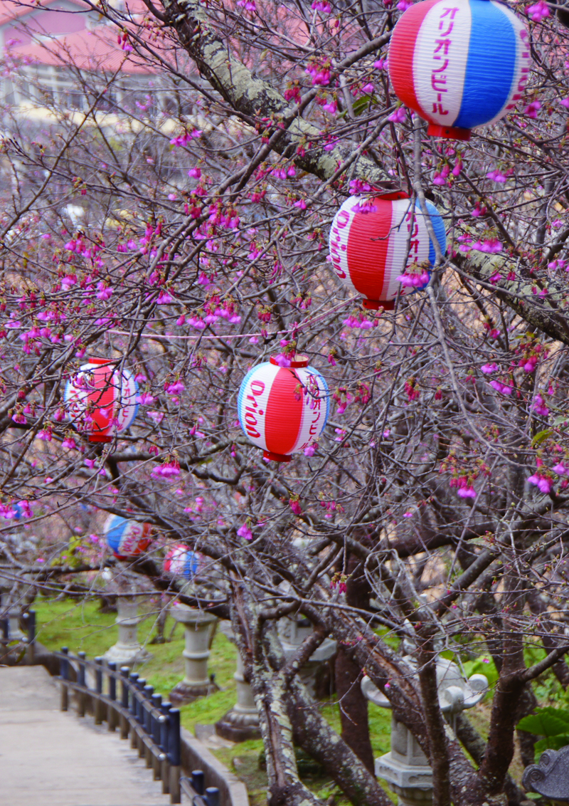 沖縄の花見は1月下旬から！ 県内各地で桜まつりスタート