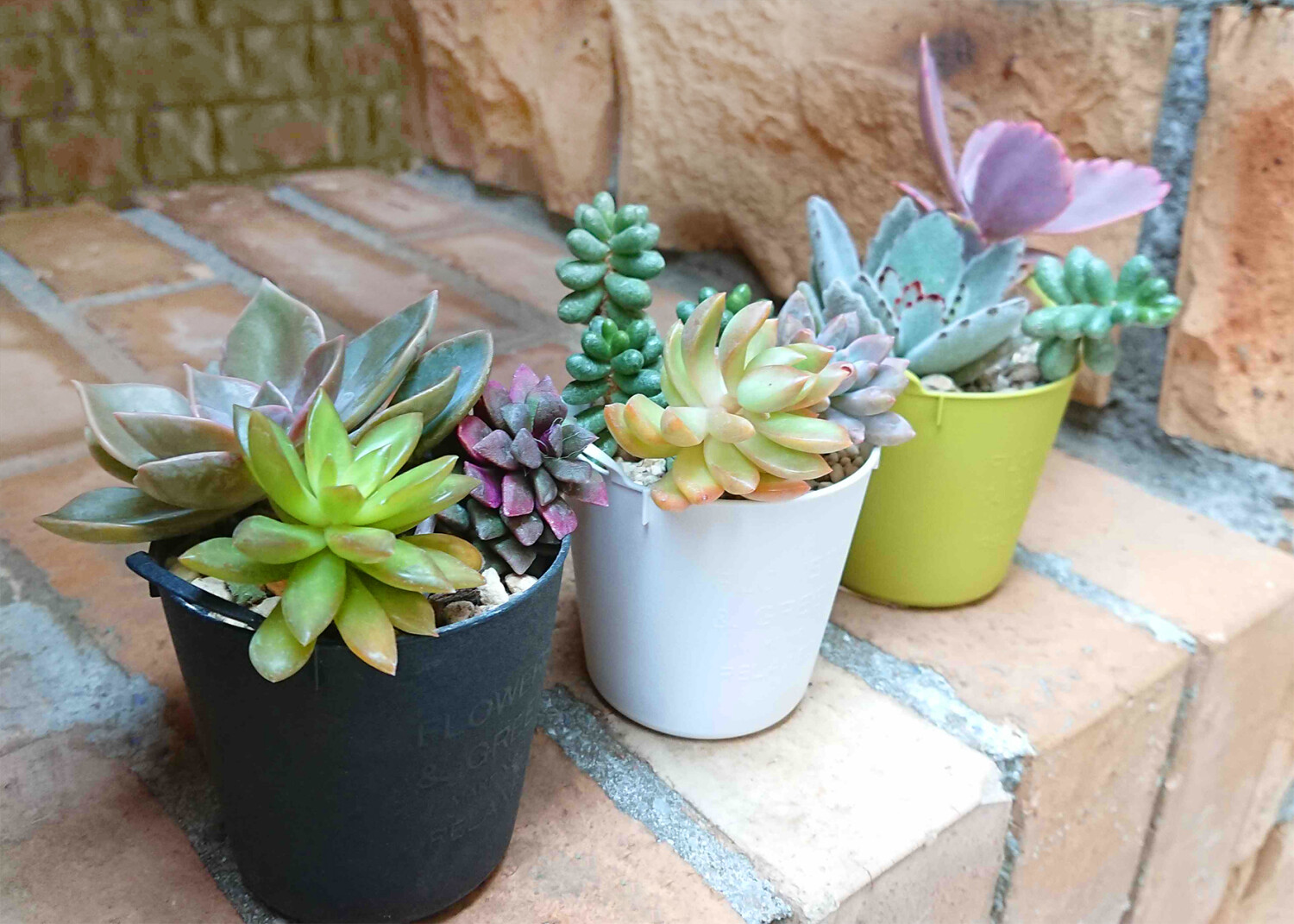 多肉植物の寄せ植え作り | 沖縄イベント情報 ぴらつかこよみ