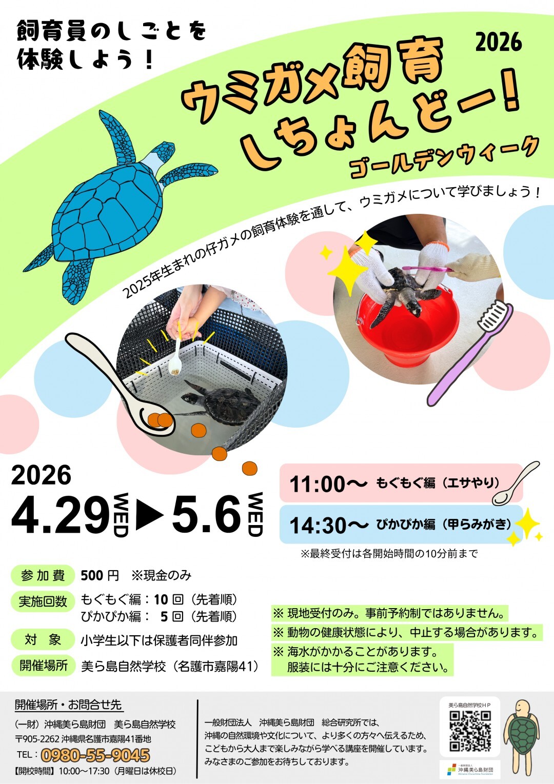 ウミガメ飼育しちょんどー！2026 GW | 沖縄イベント情報 ぴらつかこよみ